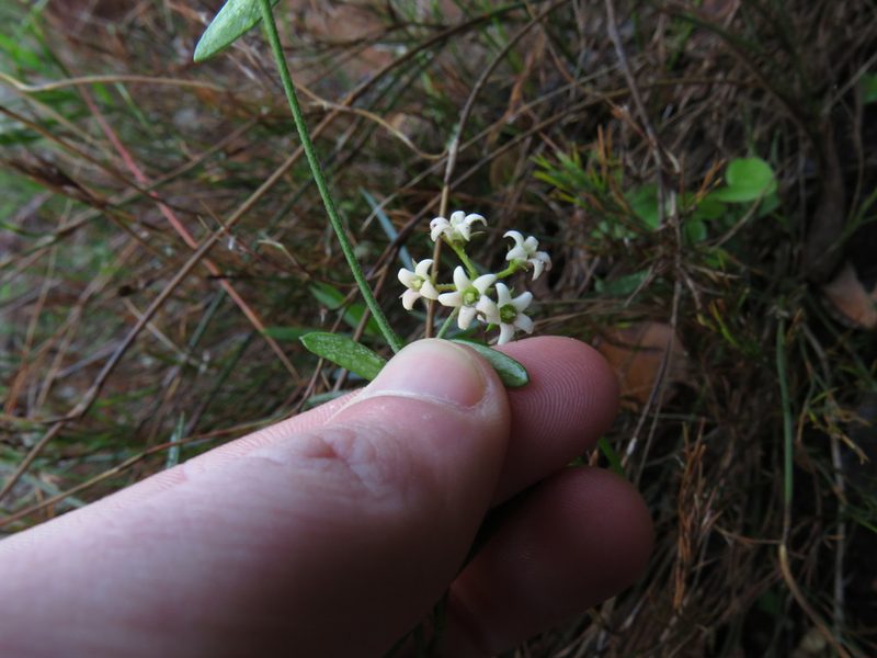 Astephanus triflorus, photographed by Jeremy Gilmore