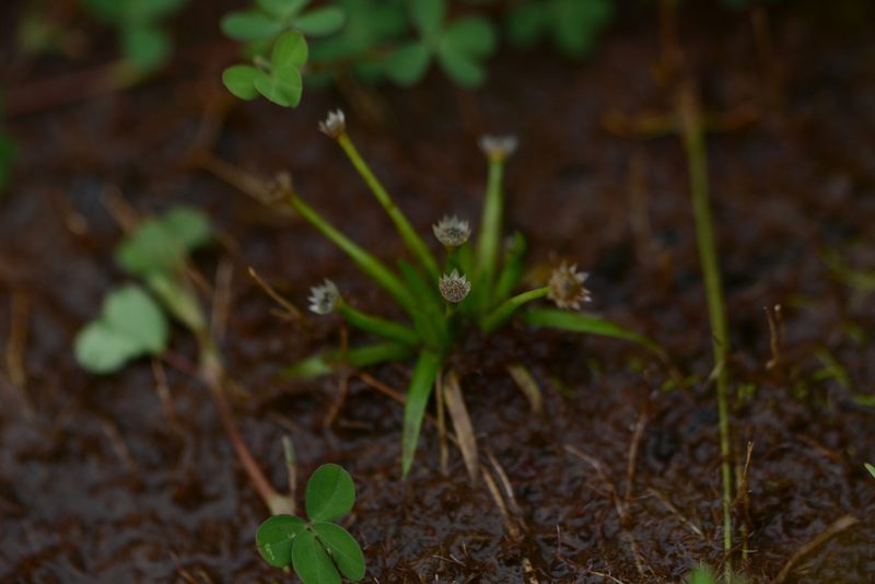 Eriocaulon xeranthemum, photographed by S.MORE
