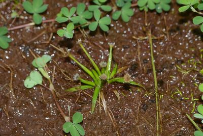 Eriocaulon xeranthemum, photographed by S.MORE