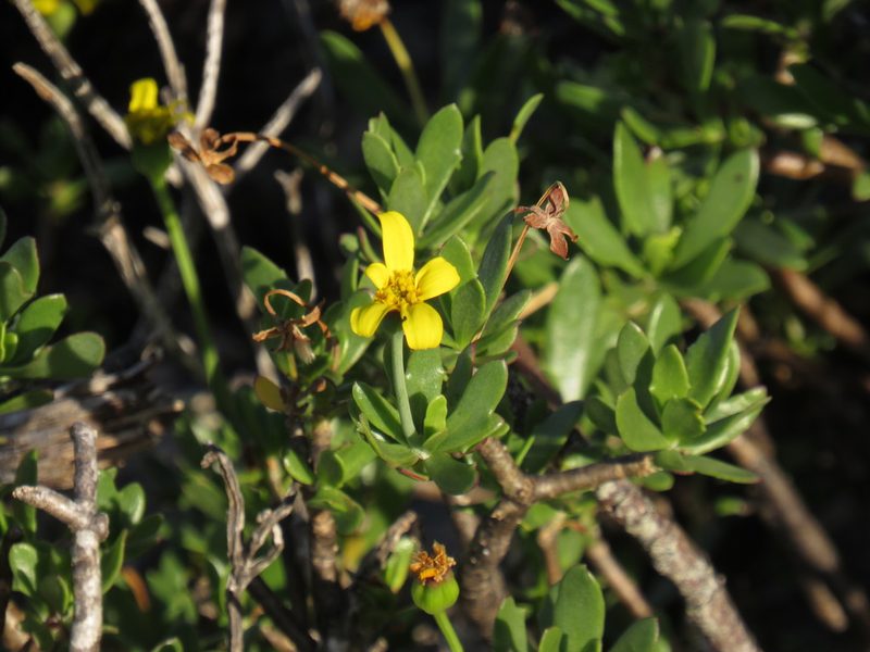 Othonna arborescens, photographed by Jeremy Gilmore