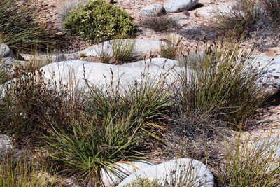 Tetraria triangularis, photographed by Tony Rebelo