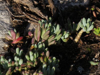 Curio crassulifolius, photographed by Jeremy Gilmore