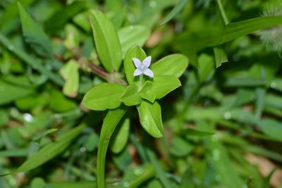 Spermacoce articularis, photographed by S.MORE