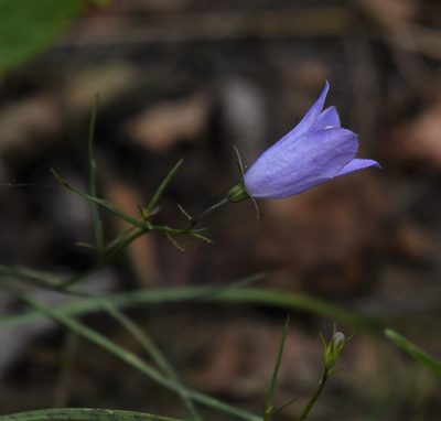 Campanula alaskana, photographed by Eric Lamb