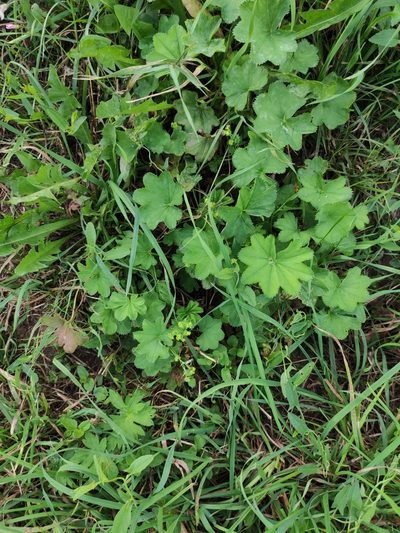 Alchemilla cymatophylla, photographed by Марина Давлетшина