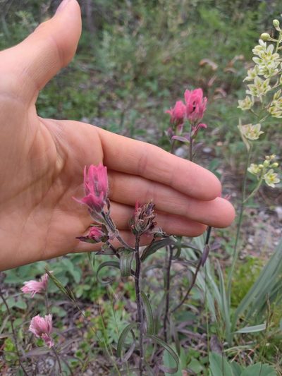 Castilleja raupii, photographed by Julia Carr