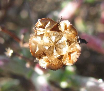 Ruschiella argentea, photographed by douglaseustonbrown
