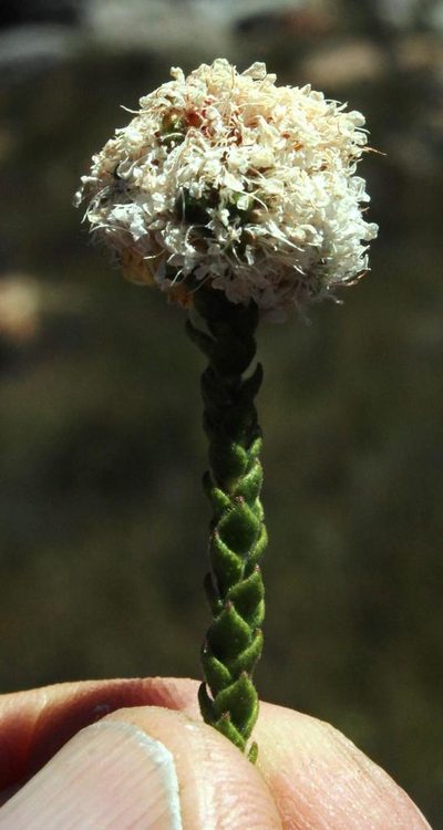 Agathosma stilbeoides, photographed by Tony Rebelo