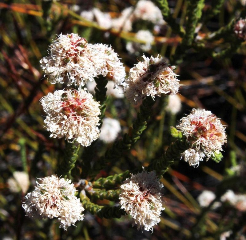 Agathosma stilbeoides, photographed by Tony Rebelo
