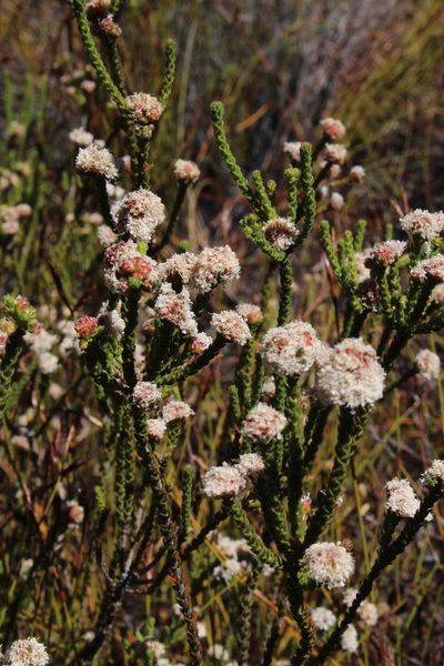 Agathosma stilbeoides, photographed by Tony Rebelo