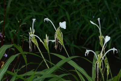 Curcuma scaposa, photographed by S.MORE