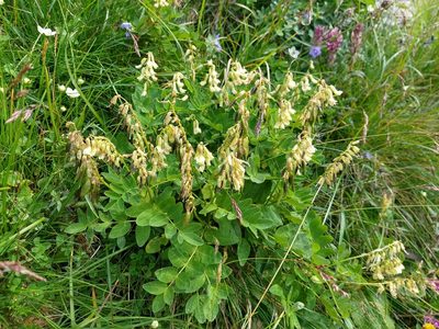 Astragalus frigidus, photographed by Adam Knotek