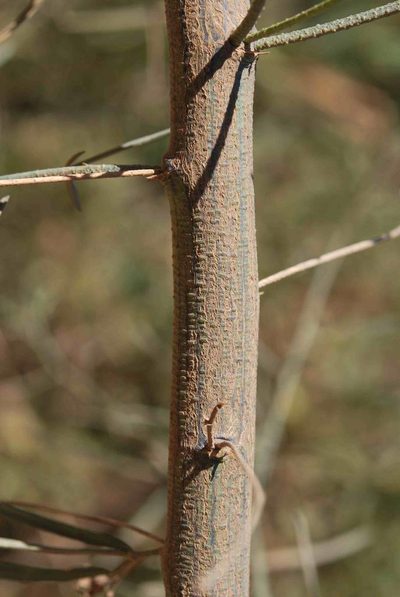 Psoralea prompta, photographed by Charles Stirton