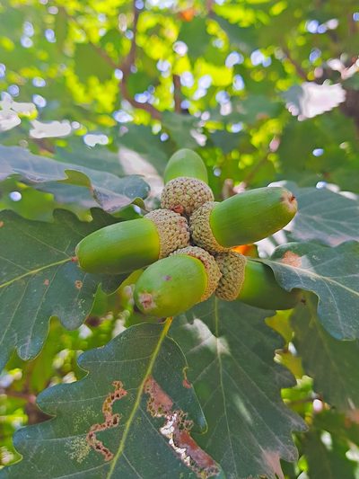 Quercus macranthera, photographed by ㅤ‌