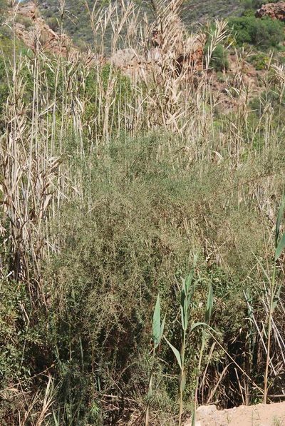 Psoralea prompta, photographed by Charles Stirton