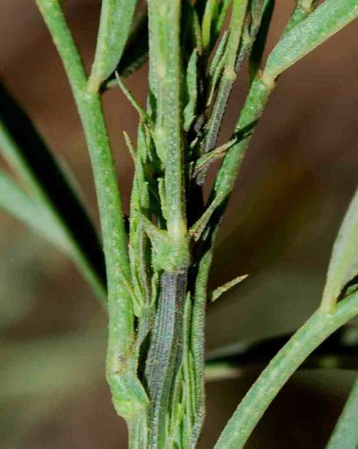 Psoralea prompta, photographed by Charles Stirton