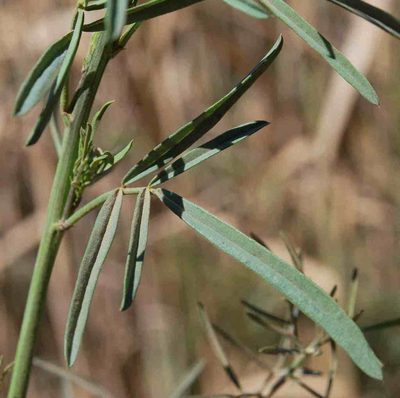 Psoralea prompta, photographed by Charles Stirton