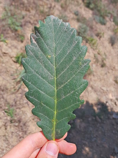 Quercus macranthera, photographed by ㅤ‌