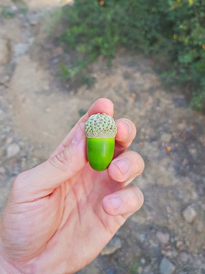 Quercus macranthera, photographed by ㅤ‌