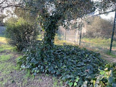 Hedera canariensis, photographed by Dave Richardson