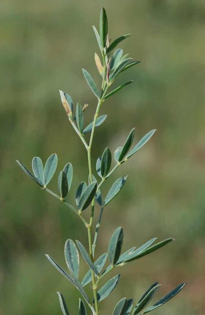 Indigofera crebra, photographed by Charles Stirton