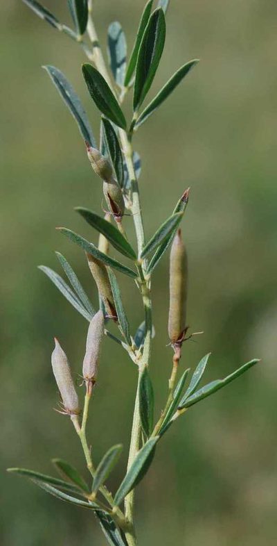 Indigofera crebra, photographed by Charles Stirton