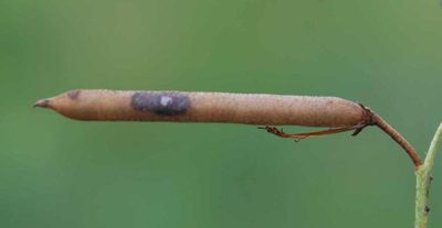 Indigofera frondosa, photographed by Charles Stirton