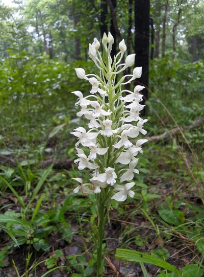 Habenaria roxburghii, photographed by Jaya Rakesh