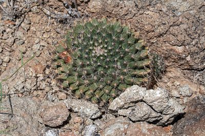 Mammillaria heyderi, photographed by Jeremiah Degenhardt