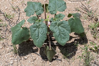 Proboscidea parviflora, photographed by Jeremiah Degenhardt