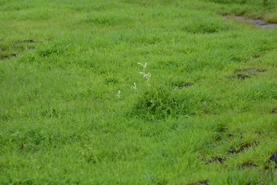 Curcuma scaposa, photographed by S.MORE