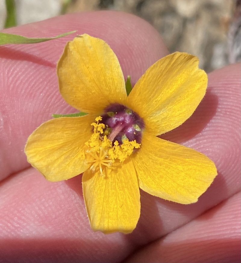 Pavonia procumbens, photographed by Dave U