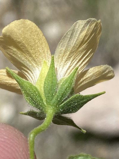 Pavonia procumbens, photographed by Dave U
