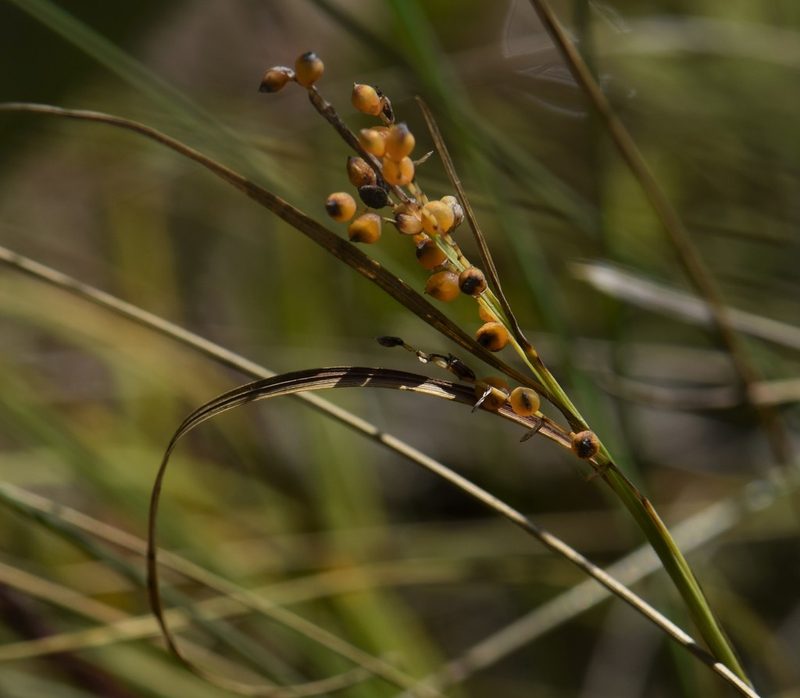 Carex aurea, photographed by Eric Lamb