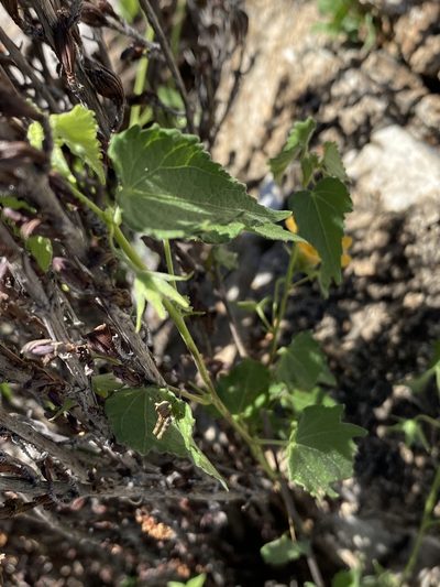 Pavonia procumbens, photographed by Dave U