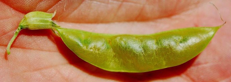 Lessertia stricta, photographed by Charles Stirton