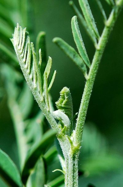 Lessertia stricta, photographed by Charles Stirton