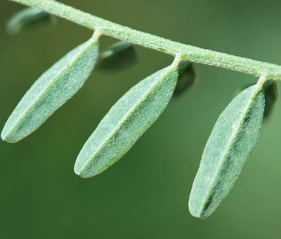 Lessertia stricta, photographed by Charles Stirton