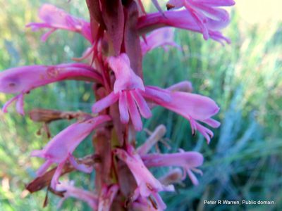 Satyrium macrophyllum, photographed by Peter Warren
