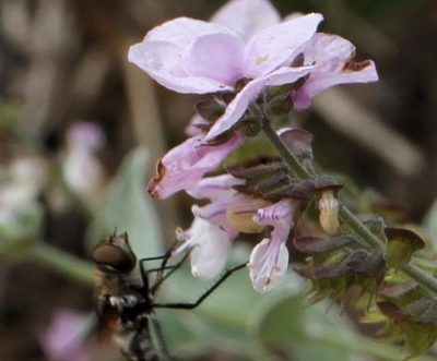 Syncolostemon elliottii, photographed by Wynand Uys