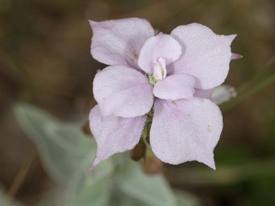 Syncolostemon elliottii, photographed by Wynand Uys