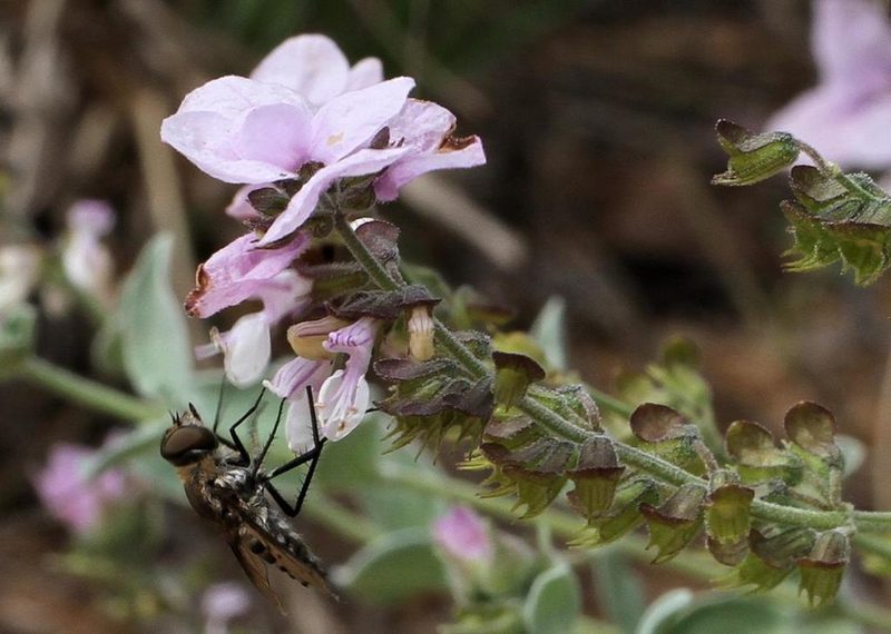 Syncolostemon elliottii, photographed by Wynand Uys