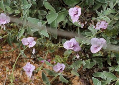 Syncolostemon elliottii, photographed by Wynand Uys