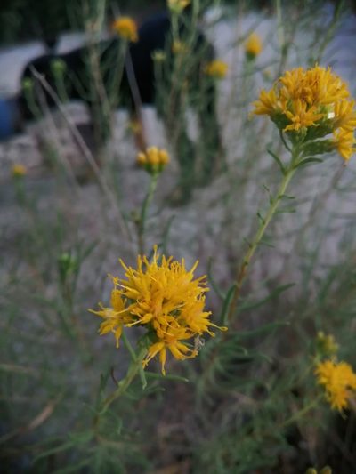 Isocoma coronopifolia, photographed by Karla M. Benítez