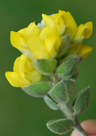 Xiphotheca tecta, photographed by Charles Stirton