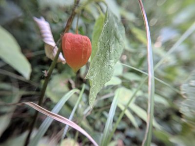 Alkekengi officinarum, photographed by Danijel Ostović