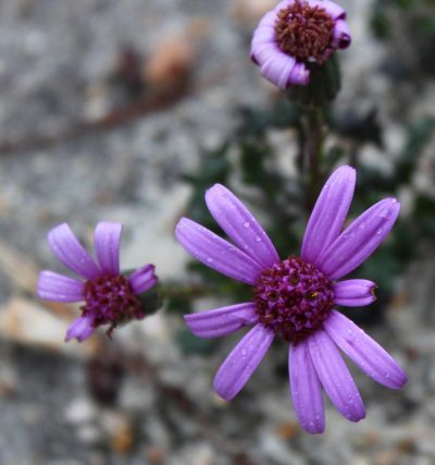 Senecio hastifolius, photographed by Tony Rebelo