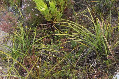 Aspalathus juniperina, photographed by Tony Rebelo