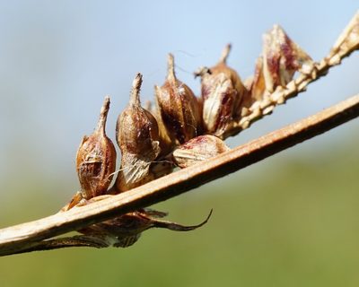 Carex distans, photographed by Patrick Hacker