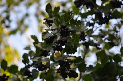 Crataegus douglasii, photographed by Liam Steele